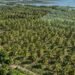 ¿Tienes cultivos de coco? Así usarán mapas y sobrevuelos para mejorar la producción