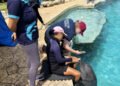Delfines de Dolphin Connection: mejora su entorno, pero su futuro sigue pendiente
