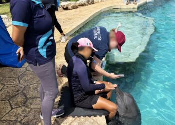 Delfines de Dolphin Connection: mejora su entorno, pero su futuro sigue pendiente