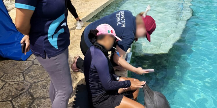 Delfines de Dolphin Connection: mejora su entorno, pero su futuro sigue pendiente