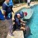 Delfines de Dolphin Connection: mejora su entorno, pero su futuro sigue pendiente