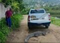 Cocodrilo de 2.3 metros aparece en Acapulco Diamante; lo liberan en el arroyo Colacho