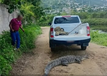 Cocodrilo de 2.3 metros aparece en Acapulco Diamante; lo liberan en el arroyo Colacho
