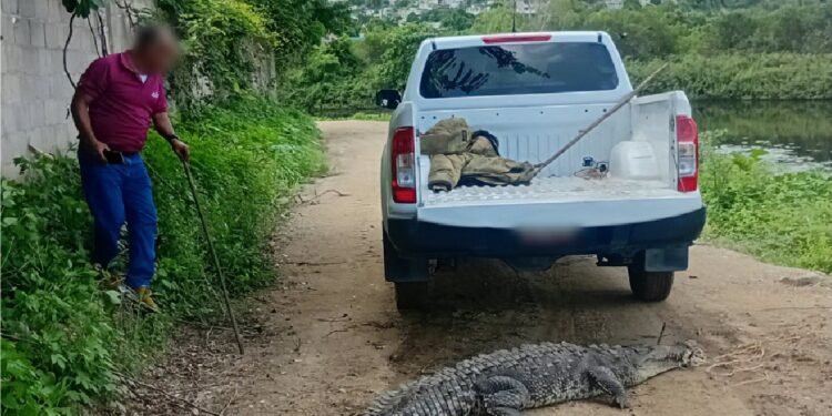 Cocodrilo de 2.3 metros aparece en Acapulco Diamante; lo liberan en el arroyo Colacho