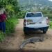 Cocodrilo de 2.3 metros aparece en Acapulco Diamante; lo liberan en el arroyo Colacho