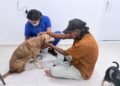 “Necesitaban ayuda urgente”: rescatan a ocho perros en Playa del Carmen