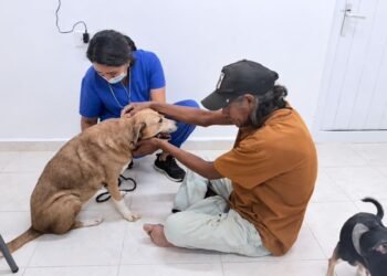 “Necesitaban ayuda urgente”: rescatan a ocho perros en Playa del Carmen