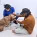“Necesitaban ayuda urgente”: rescatan a ocho perros en Playa del Carmen