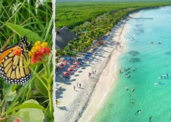Cozumel registra el primer avistamiento de mariposa monarca de la temporada