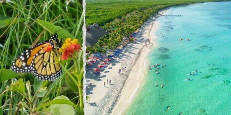 Cozumel registra el primer avistamiento de mariposa monarca de la temporada
