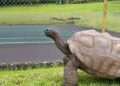 ¡Descifran el secreto de Jonathan! La tortuga más vieja del mundo tiene 194 años
