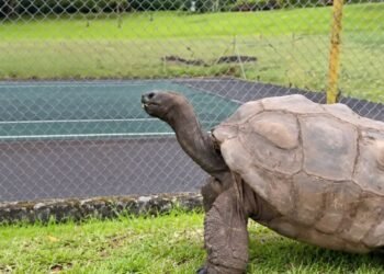 ¡Descifran el secreto de Jonathan! La tortuga más vieja del mundo tiene 194 años