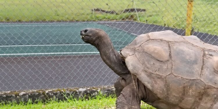 ¡Descifran el secreto de Jonathan! La tortuga más vieja del mundo tiene 194 años