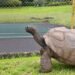 ¡Descifran el secreto de Jonathan! La tortuga más vieja del mundo tiene 194 años