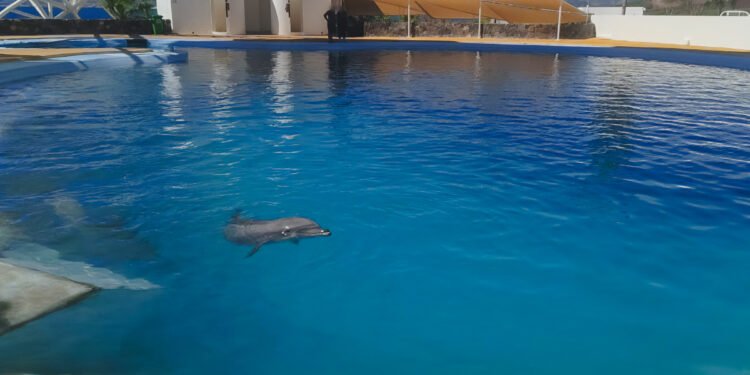 ¿Qué mató a Moana? Investigan posible golpe por desprendimiento de estructura en delfinario