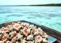 Caracol rosado bajo asedio: pescadores lo sacan aún cuando está vigente la veda