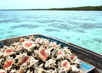 Caracol rosado bajo asedio: pescadores lo sacan aún cuando está vigente la veda