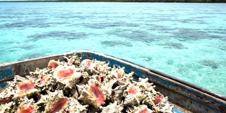 Caracol rosado bajo asedio: pescadores lo sacan aún cuando está vigente la veda