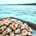 Caracol rosado bajo asedio: pescadores lo sacan aún cuando está vigente la veda