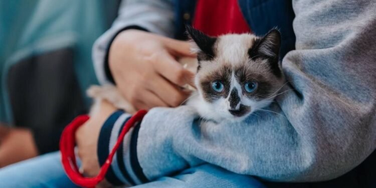 Tres días para despedirse: la propuesta que busca reconocer el duelo por mascotas
