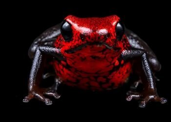 ¿Puedes imaginar una rana de 15 milímetros? Ecuador descubre una nueva especie