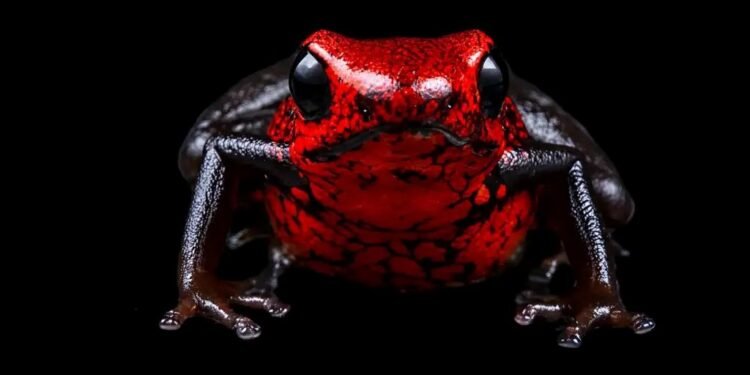 ¿Puedes imaginar una rana de 15 milímetros? Ecuador descubre una nueva especie