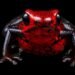 ¿Puedes imaginar una rana de 15 milímetros? Ecuador descubre una nueva especie