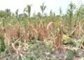 La sequía impacta la milpa en Felipe Carrillo Puerto; 8 mil productores piden declarar siniestro