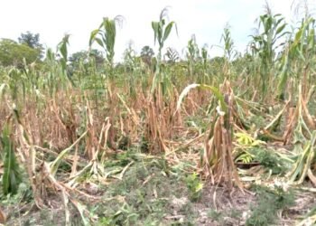 La sequía impacta la milpa en Felipe Carrillo Puerto; 8 mil productores piden declarar siniestro