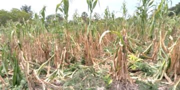 La sequía impacta la milpa en Felipe Carrillo Puerto; 8 mil productores piden declarar siniestro