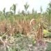 La sequía impacta la milpa en Felipe Carrillo Puerto; 8 mil productores piden declarar siniestro